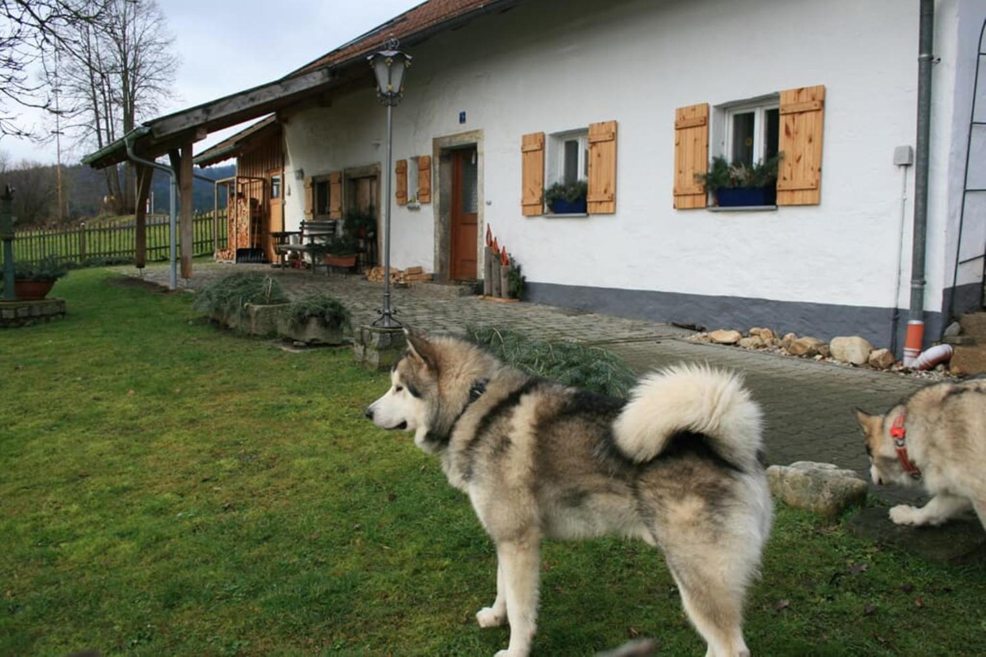 Ferienhaus Winter Blaibach Exteriör bild